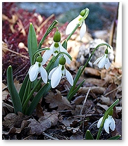 Galanthus (Snowdrop)