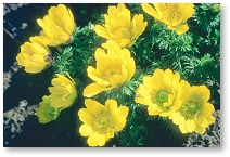 Adonis vernalis