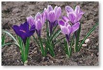 Crocus