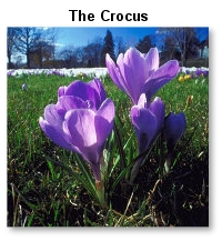 The Crocus