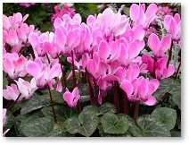 Cyclamen