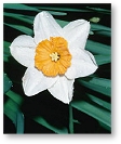 Daffodil