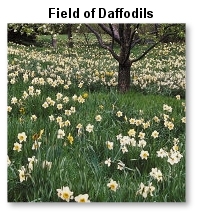 Field of Daffodils