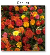 Bunch of Dahlias