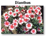 Dianthus