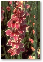 Gladiolus