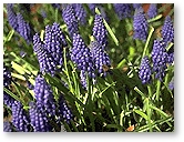 Grape Hyacinth