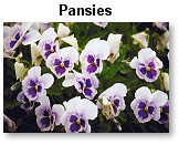 Pansies