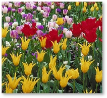 Tulips in a field