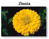 Zinnia