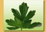 Herbs for cooking & mediciinal uses