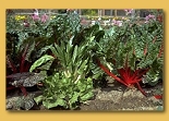 Organic, vegetable & flower gardening