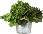 Basket of lettuce